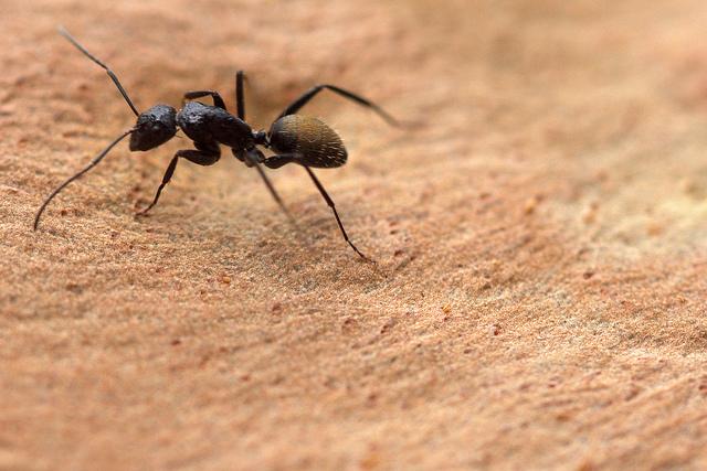 Lekari devojèici izvadili iz uva više od 100 mrava (VIDEO)